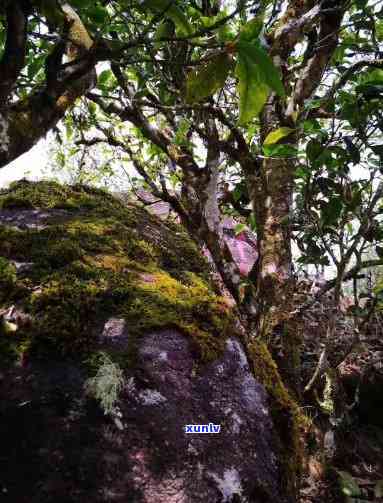 云南古树岩茶，探秘云南古树岩茶：品味千年历与自然韵味的完美结合