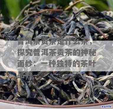 云南贡茶属于什么茶种，揭秘云南贡茶：它属于哪种茶种？