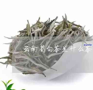 云南白芽茶是什么茶-云南白芽茶是什么茶类