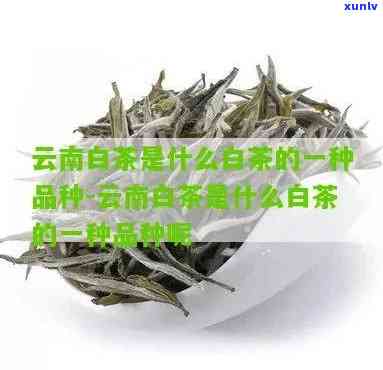 云南白芽茶是什么茶-云南白芽茶是什么茶类