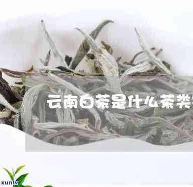 云南白芽茶是什么茶-云南白芽茶是什么茶类