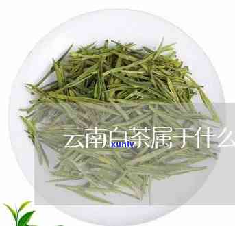 云南白芽茶是什么茶-云南白芽茶是什么茶类