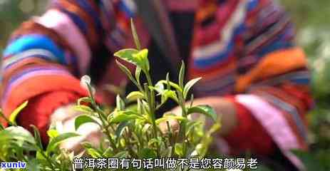 云南紫茶：属于什么茶类？类型解析