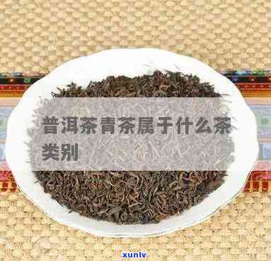 云南青茶属于什么茶-云南青茶属于什么茶类