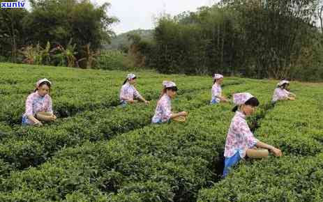 云南松针茶是什么茶-云南松针茶是什么茶类