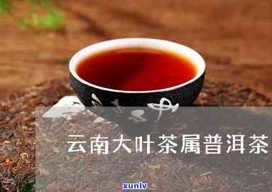 云南大叶茶是什么茶-云南大叶茶是什么茶类