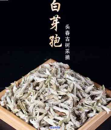 云南白芽孢属什么茶-云南白芽孢茶属于什么茶