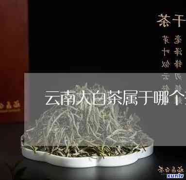 云南大白芽是什么茶叶品种，解密云南大白芽：一种独特的茶叶品种