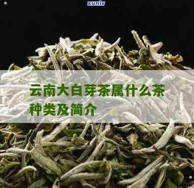 云南大白芽是什么茶叶品种，解密云南大白芽：一种独特的茶叶品种