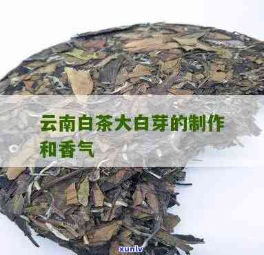 云南大白芽是什么茶-云南大白芽是什么茶叶品种