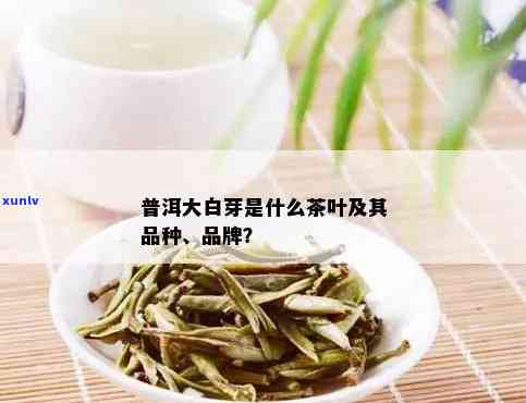 云南大白芽是什么茶-云南大白芽是什么茶叶品种