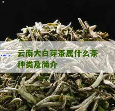 云南大白芽是什么茶-云南大白芽是什么茶叶品种