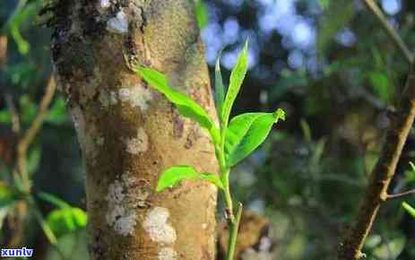 昔归古树茶介绍，探寻昔日韵味：古树茶的魅力与鉴