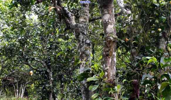 布朗山都有哪些名茶，探秘布朗山：揭秘其著名茶叶品种