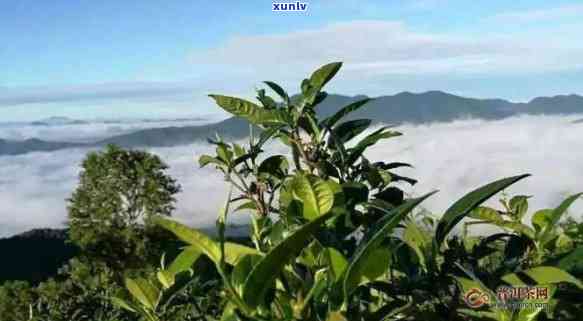 布朗山都有哪些名茶-布朗山都有哪些名茶