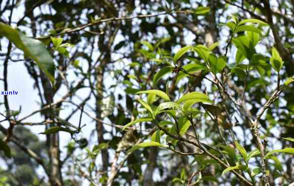 布朗大树茶是什么茶，探究神秘的“布朗大树茶”：它究竟是何种茶叶？