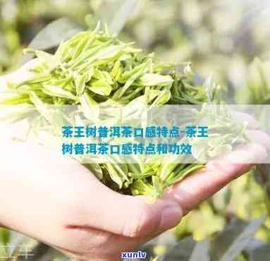 茶王寨的茶：口感如何？值得尝试吗？