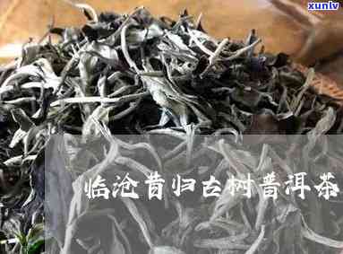 临沧昔归树茶价格表-临沧昔归古树茶