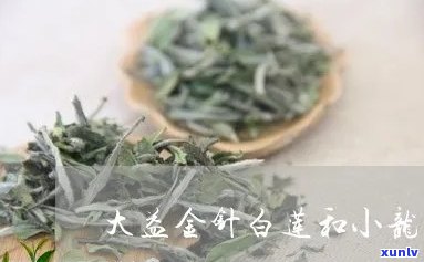 大益龙柱与金针白莲：口感对比，哪个更胜一筹？