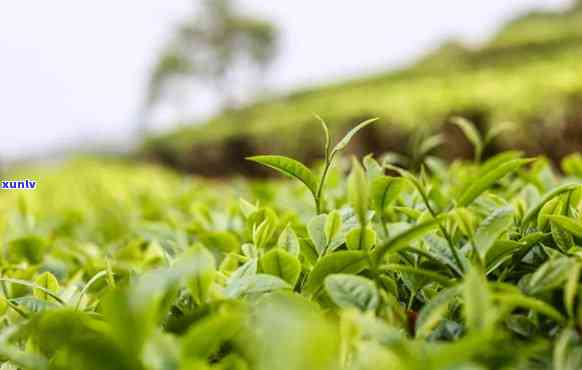 一团春意大益茶前景，春意盎然：大益茶的前景展望