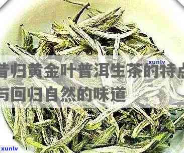 昔归黄金叶：特点解析与分类介绍