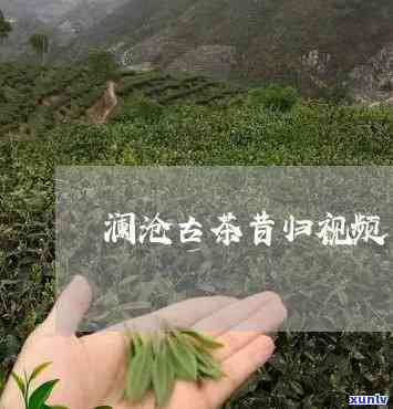 澜沧江边昔归茶视频-澜沧昔归熟茶