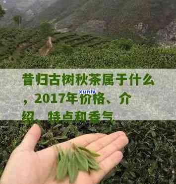 昔归古树秋茶的口感-2017年昔归古树秋茶价格