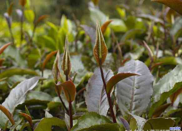 邦东茶与昔归茶有何不同？全面解析两者的异同点