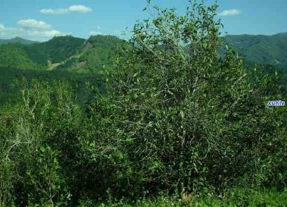 邦东茶和昔归的区别-邦东茶与昔归茶区别