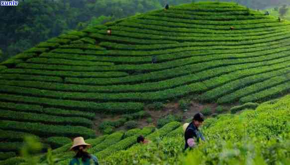 天下茶乡，探索中国茶文化的魅力：天下茶乡之旅