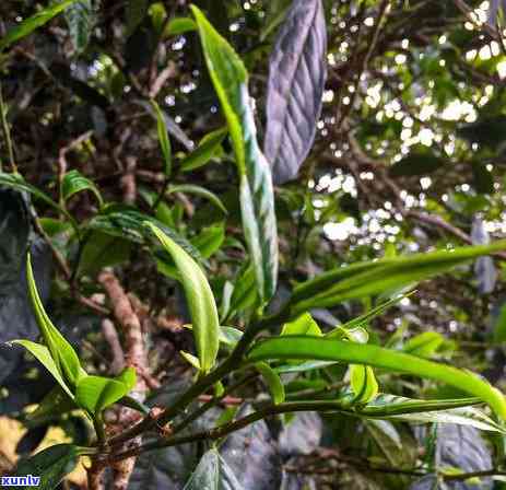 昔归茶什么时候开始炒作的，探秘茶叶市场：昔归茶何时开始被热炒？