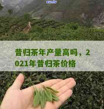 昔归茶的价格：正宗一斤多少钱？最新行情解析