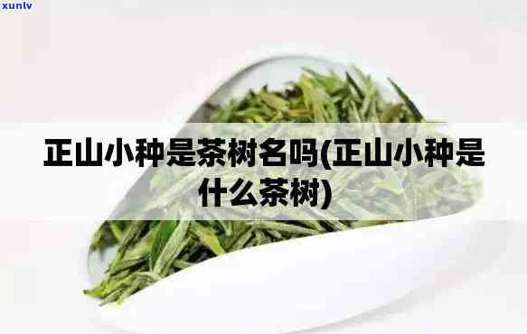 昔归茶有正山小树吗-昔归茶有正山小树吗能喝吗