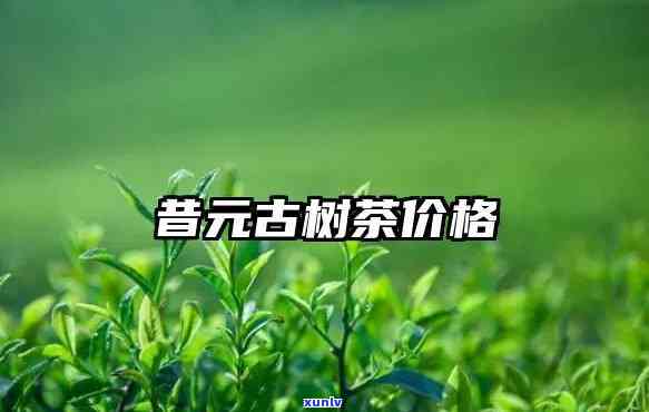 临沧昔归茶多少钱一斤，探寻云南茶马古道：临沧昔归茶的价格解析