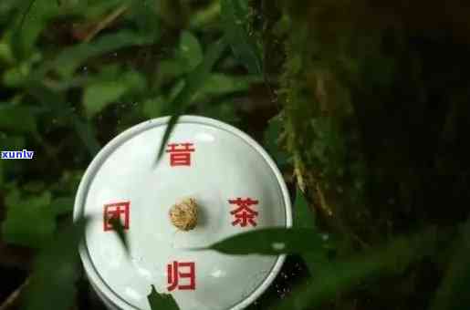 昔归园官网：探索茶文化生活体验馆与园简介