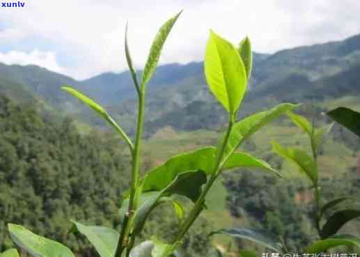 昔归茶的口感和香气，探寻昔归茶的独特口感与迷人香气