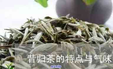 探秘昔归茶：什么香味？香气特点及口感特色