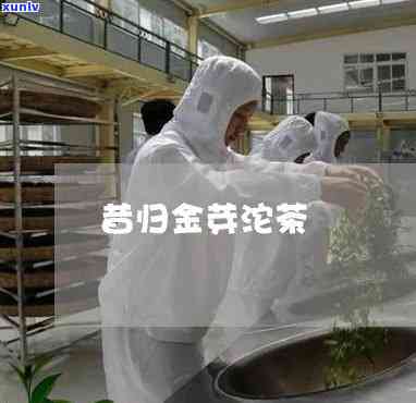 金芽饼茶与昔归茶砖-金芽饼茶与昔归茶砖的区别