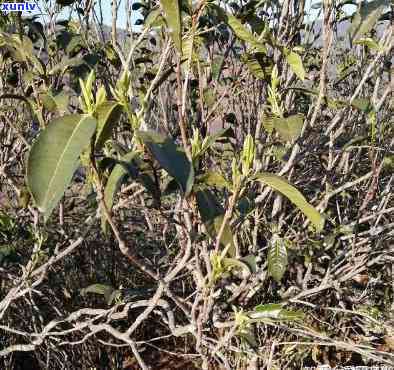 昔归藤条古树茶：独特口感与历渊源