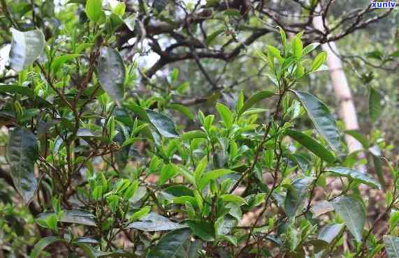 昔归藤条古树茶，探秘古老韵味：昔归藤条古树茶的魅力