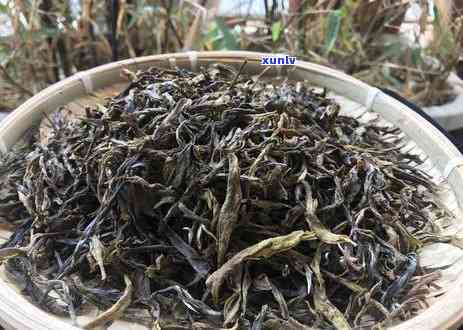 16年昔归秋茶价格-2017年昔归古树秋茶价格