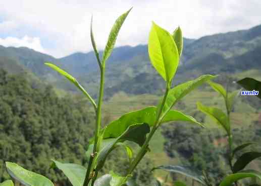 昔归的茶叶是什么，探秘昔归茶：了解这种独特茶叶的品种和特点