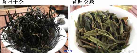 昔归木茶：生茶之选，品鉴其独特效果与魅力