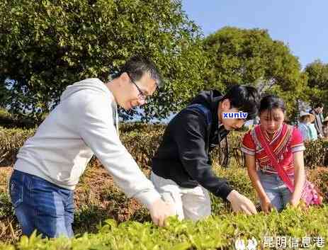 为什么都在抢大益茶-为什么都在抢大益茶叶