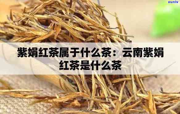 紫娟茶属于什么茶类-紫娟茶属于什么茶类的