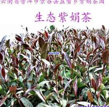 紫娟茶属于什么茶类-紫娟茶属于什么茶类的