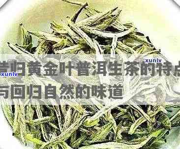 昔归黄金叶怎么样，黄金叶中的瑰宝：详细评测昔归黄金叶的效果与口感