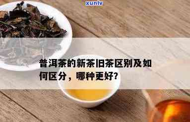 新茶好还是旧茶昔归茶好？全面解析比较