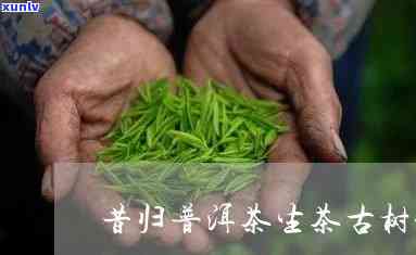 昔归木茶：生茶之选，功效解析