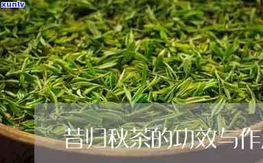 昔归的秋茶口感怎样-昔归秋茶怎么样